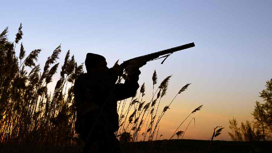 Calcutta High Court seeks report on steps to stop hunting in West Bengal