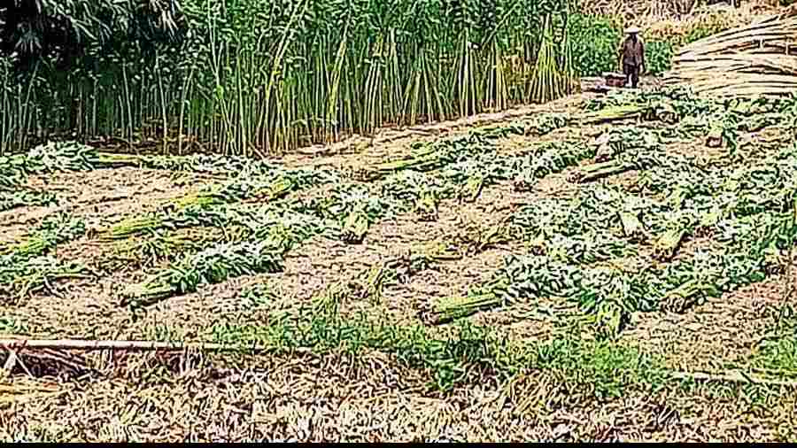 Cut jute plants left on a field in Nadia. 