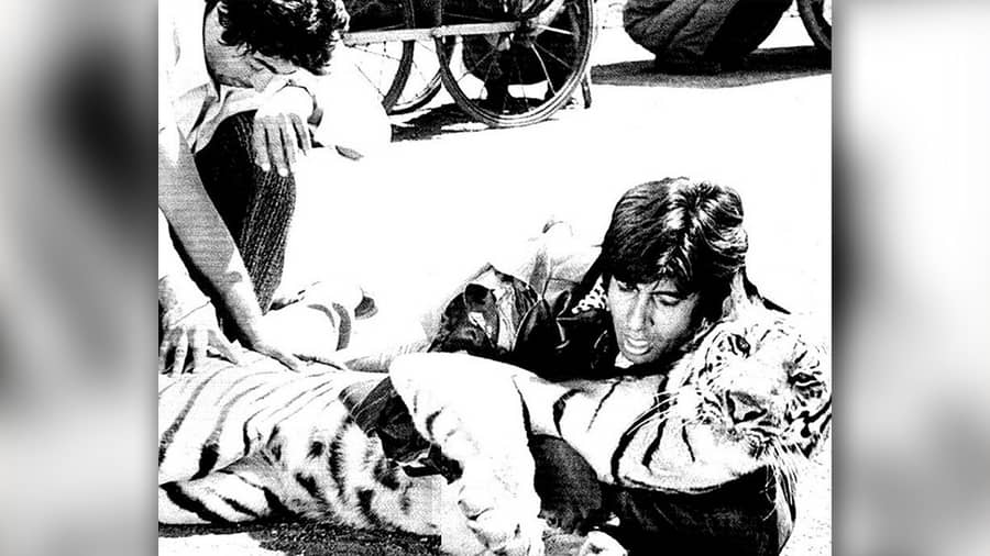 Amitabh Bachchan with a tiger at the shoot of the 1977 action film ‘Khoon Pasina’, which also starred Vinod Khanna, Rekha, Asrani and Nirupa Roy.