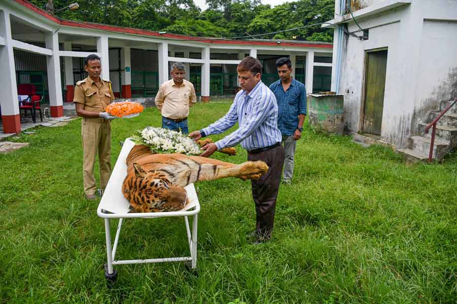 Alipurduar DM Surendra Kumar Meena lays a wreath on the body of Raja, the oldest Royal Bengal Tiger in captivity in West Bengal, after his death on Monday, July 11. The male tiger was 25 years and 10 months old at the time of death.
