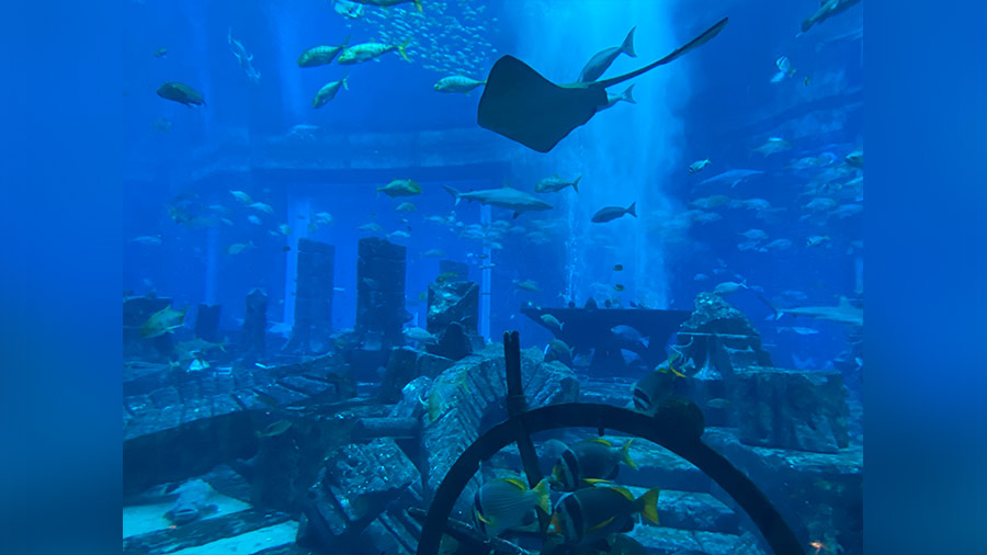 Dubai has no shortage of thrilling adventures, both on the ground and underwater