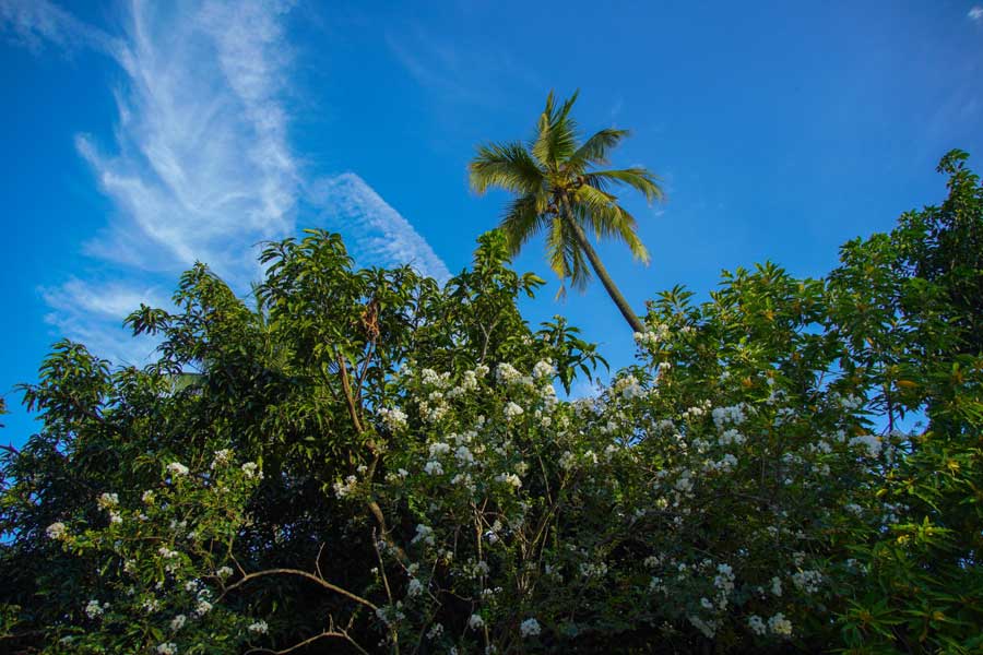Wisps of white cloud seen over tree tops on a sunny morning at Belur Math on Monday.