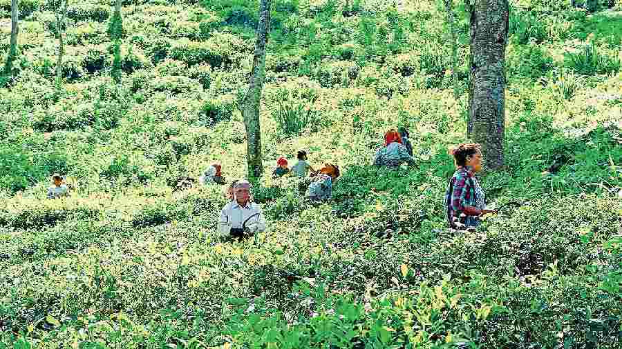 Workers in a tea garden in Darjeeling. 