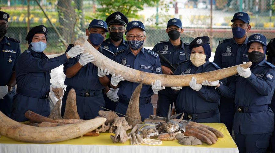 The 6,000 kilogram haul African elephant tusks was the largest bust of its kind in Malaysia