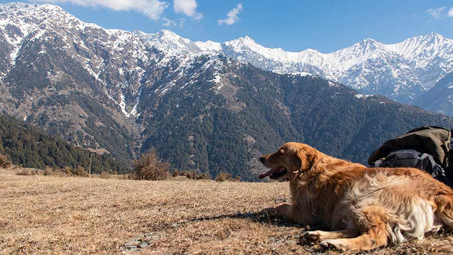 Rakkh Resort is a pet-friendly resort and you will always have the company of the resident pooches on your nature hikes