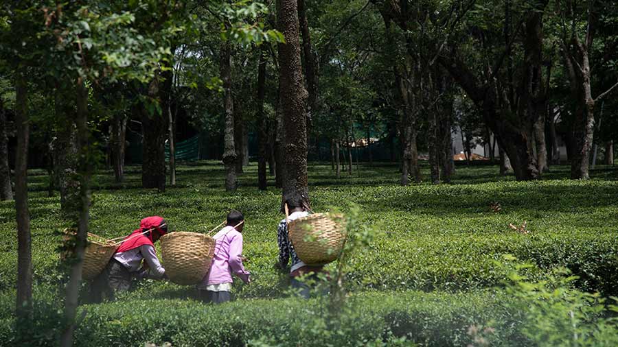 A visit to the Himalayan Brew Tea Estate and factory is a worthwhile experience