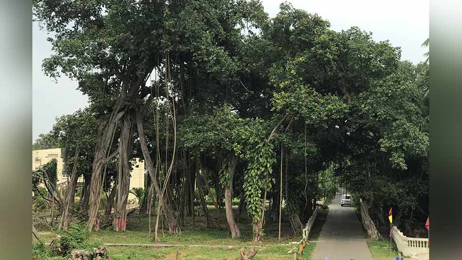 Fun under the banyan tree for a long list of celebrities