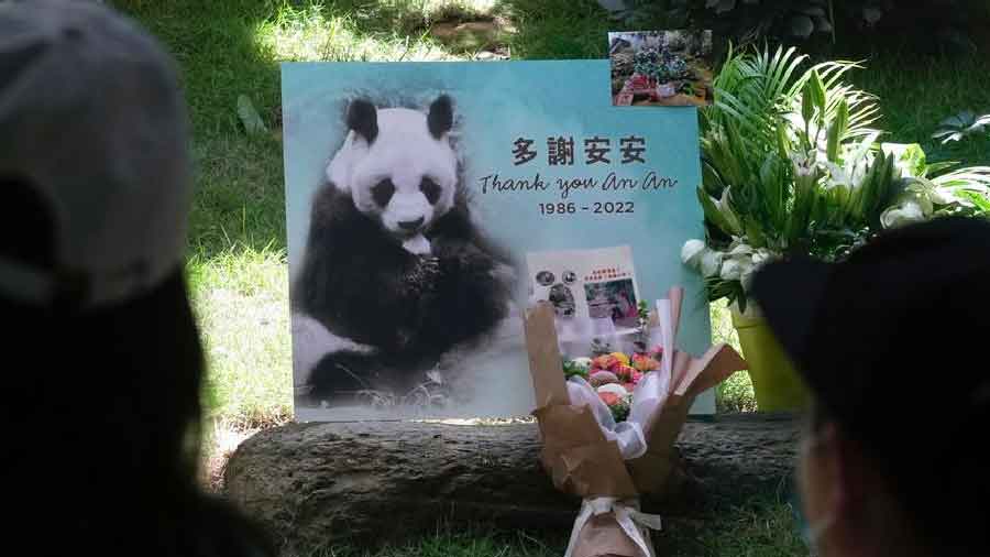 Panda Hong Kong Oldest Male Giant Panda In Captivity Dies