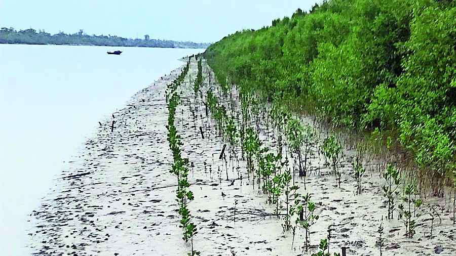 Mangrove saplings planted in a coastal block of the Sunderbans. 