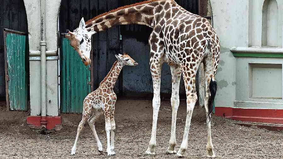 A giraffe with her calf at the Alipore zoo. 