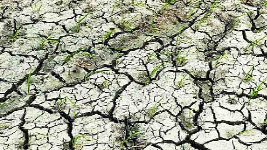 A parched and cracked agriculture field in Rohtas district. The district accounts for  around 13 per cent of paddy production in the state.