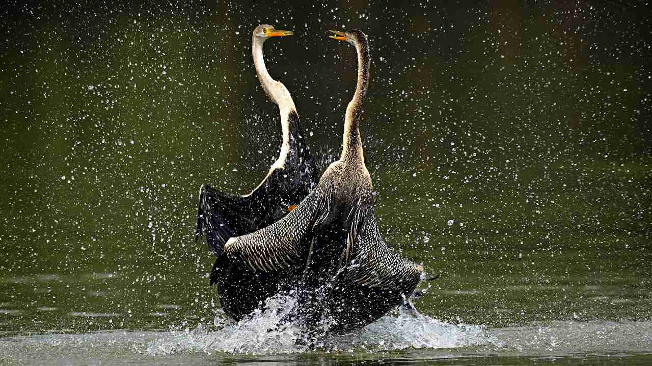 Darter fighting is one of the most popular images clicked by Rathika Ramasamy 