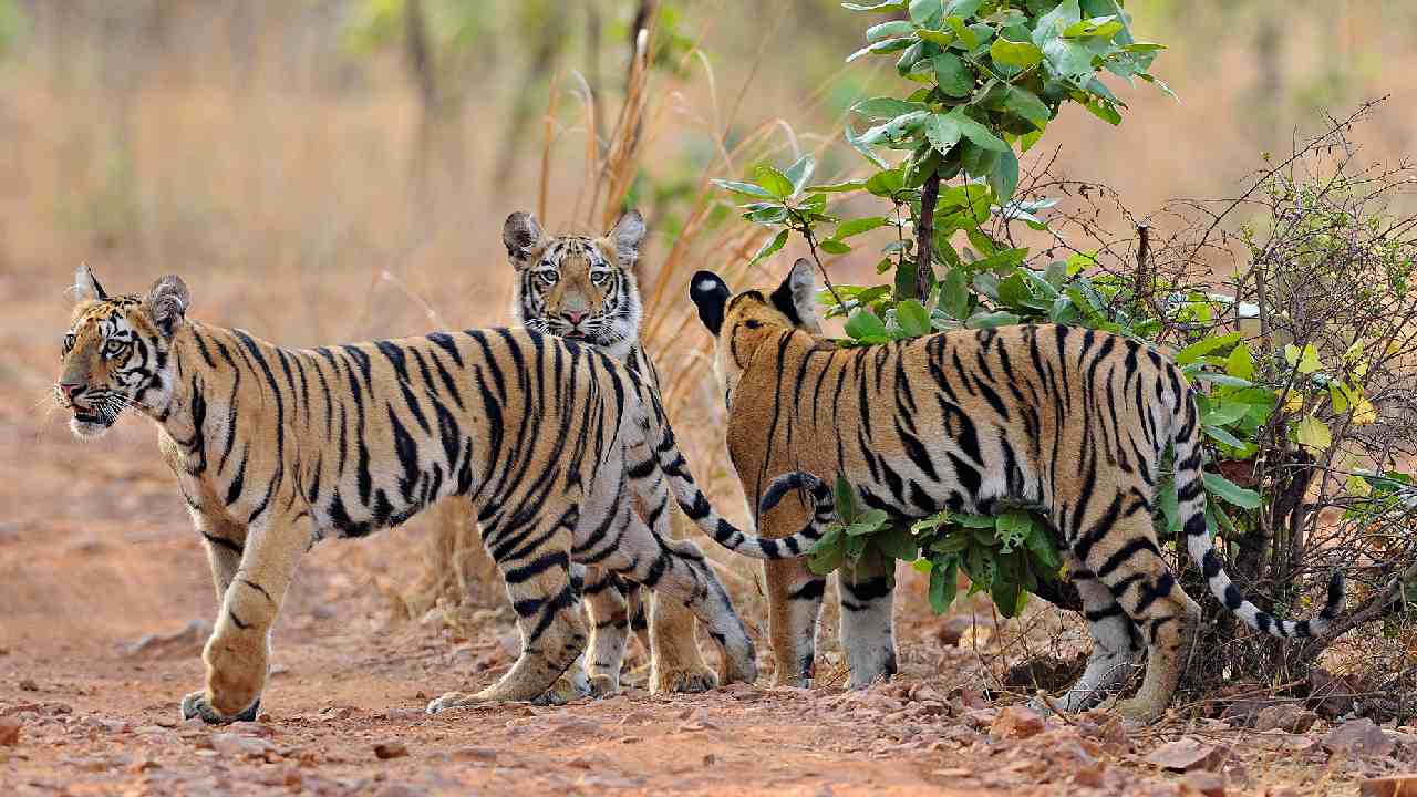 Tigers at Jim Corbett clicked by Rathika Ramasamy
