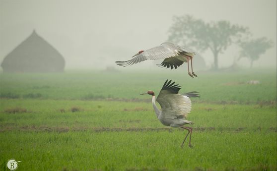 Sarus crane clicked by Rathika Ramasamy