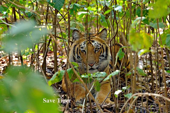 Tiger shot clicked by Rathika Ramasamy