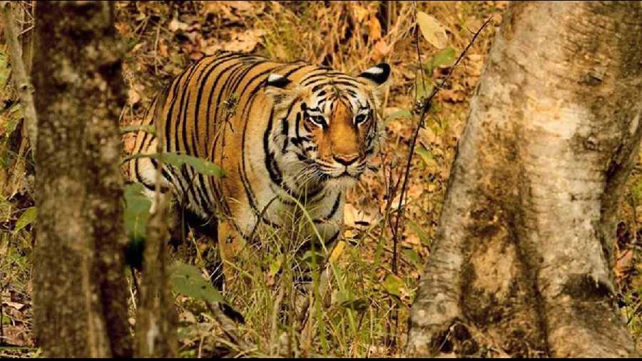 Cameras in Sunderbans to count tigers