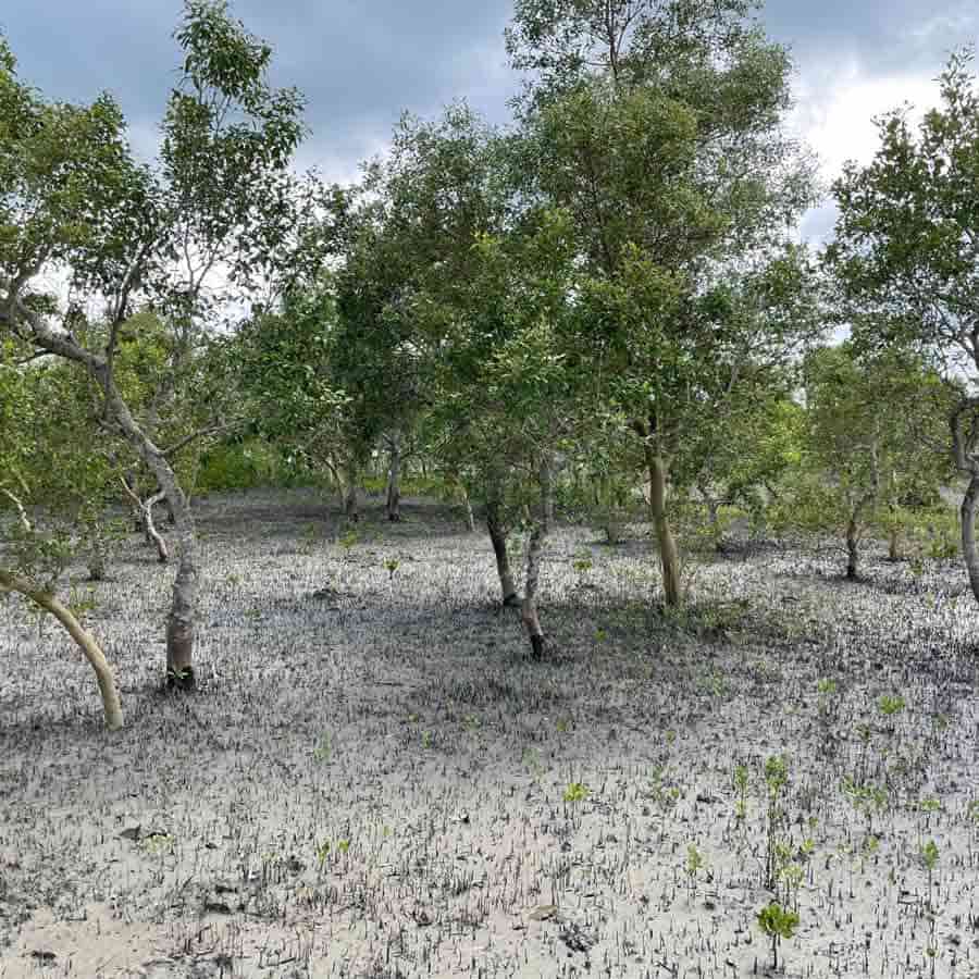A patch of mangrove forest under an overcast sky in the Sunderbans. US Consulate General Kolkata uploaded this photograph on Facebook on the occasion of World Mangrove Day on Tuesday, July 26. 
