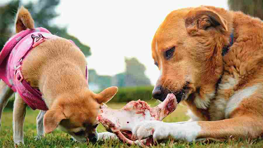 Animal protein is one of the best nutrients for your dog. (