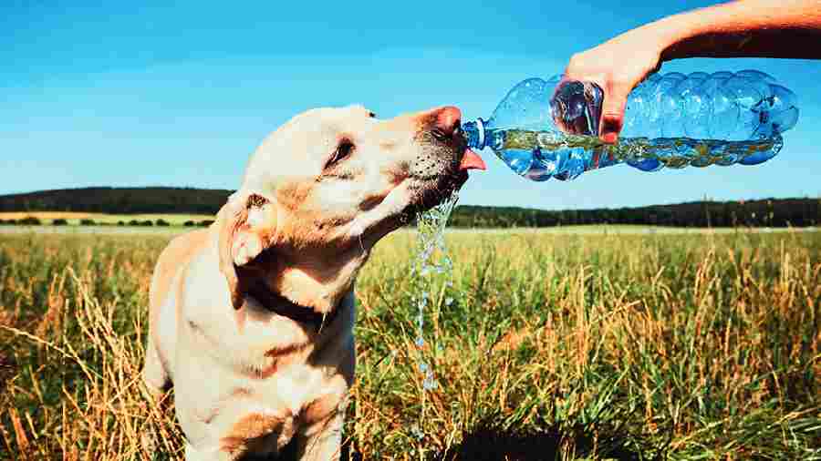 Provide ample clean drinking water to your pet several times a day