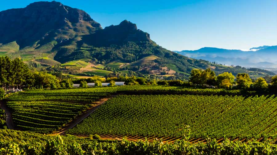 The picturesque vineyards of Cape Town, part of the customised package provided by Flying Squirrel Holidays
