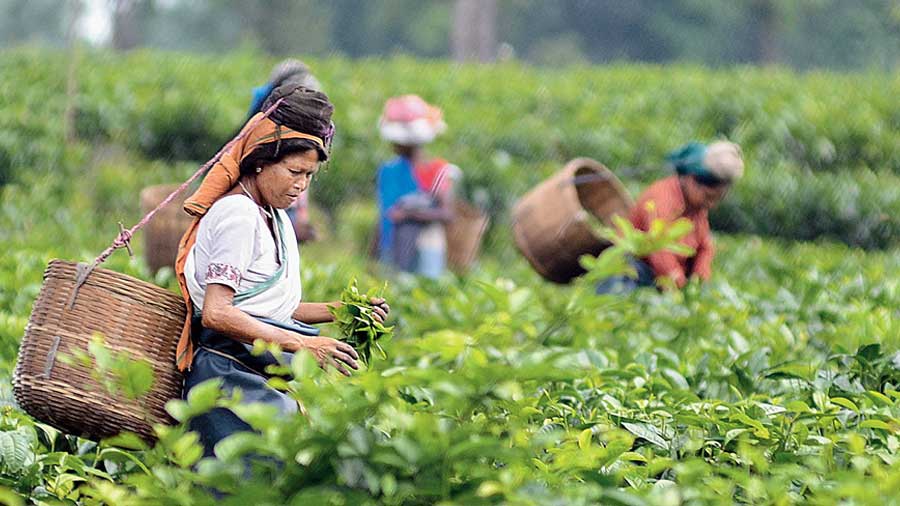 The tea estates in Darjeeling can make for a fantastic vacation destination, according to Niloy