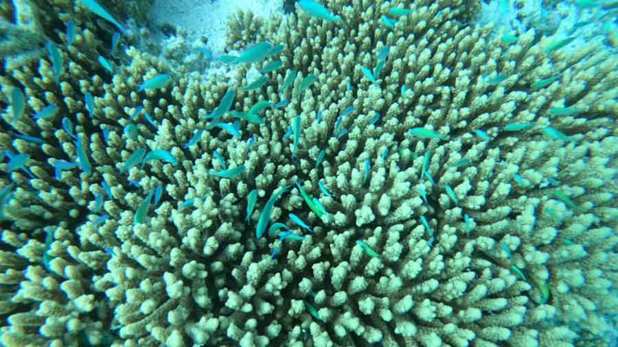 World Environment Day | Coral Conservation Essential To Save Marine ...