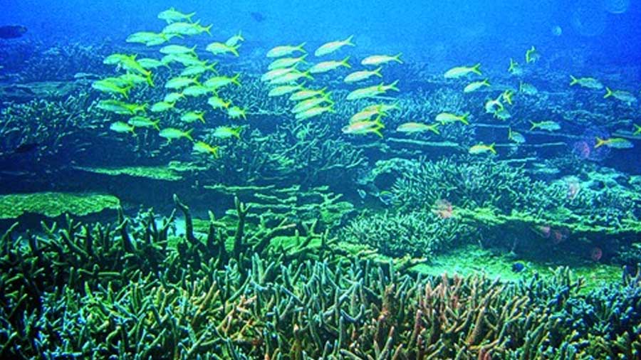 Many areas in India have an extensive coastline with budding reefs, but little is being done to conserve them.