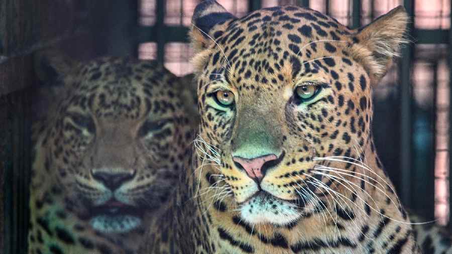 Pair of leopards rest inside their enclosure on a hot summer day at a zoo in New Delhi