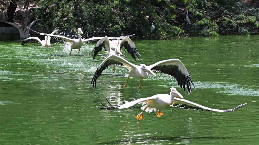 Rosy Pelicans fly above a pond to catch fishes, at a zoo in New Delhi