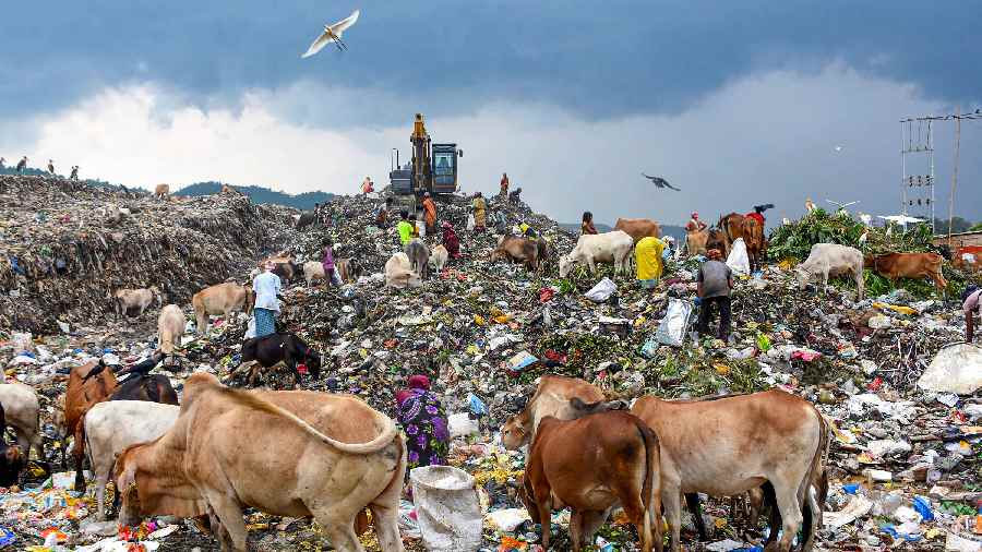 Ragpickers collect reusable items as cows search for food at the Boragaon garbage dumping site in Guwahati