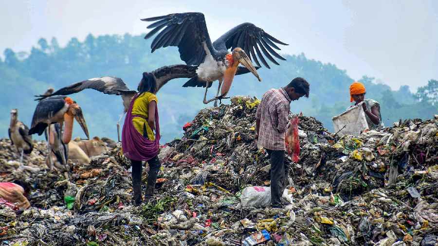 Ragpickers collect reusable items as greater adjutant storks perch at the Boragaon garbage dumping site, on the eve of World Environment Day in Guwahati
