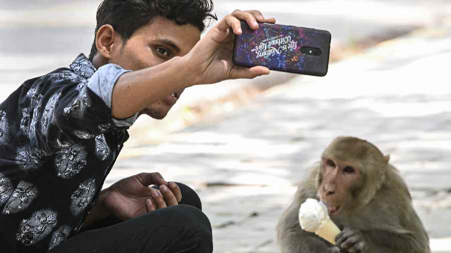 Man takes selfie with a monkey eating an ice cream, on the eve of World Environment Day in New Delhi