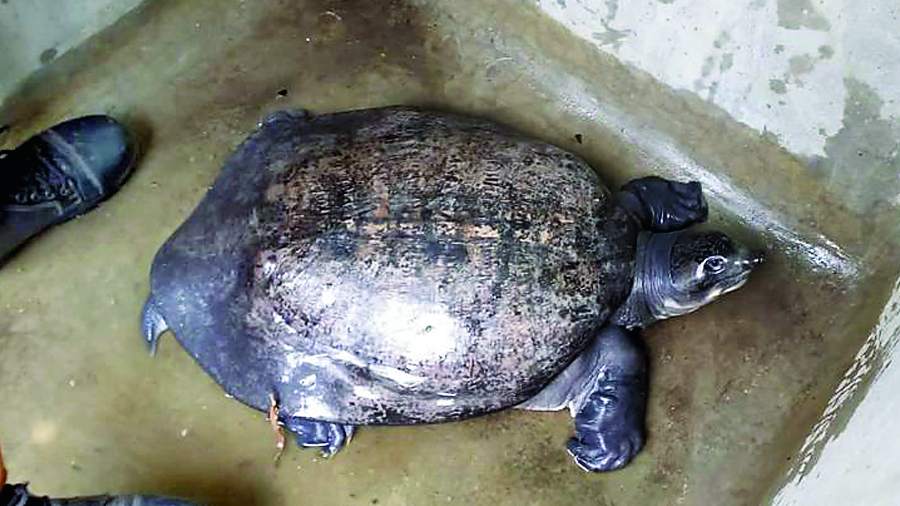 The Peacock Softshell Turtle that was rescued on Sunday