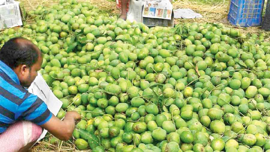 Mangoes being packed in Malda