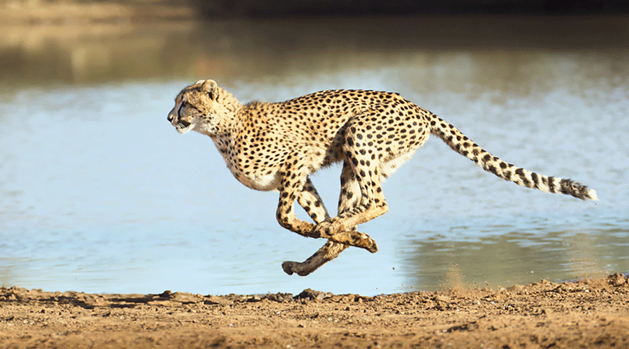 Madhya Pradesh - Environment ministry to release cheetahs from South Africa  into Kuno-Palpur National Park in Madhya Pradesh by August - Telegraph India