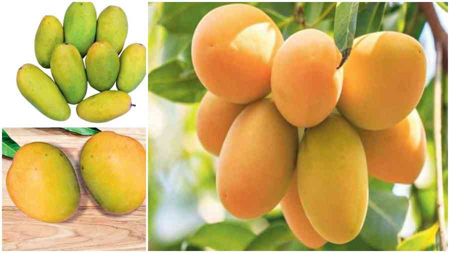 10 Indian Mangoes With GI Tags