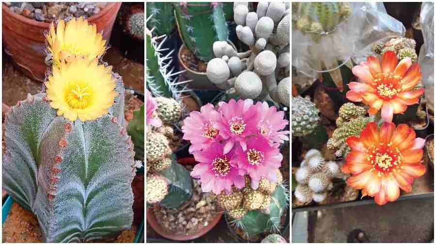 Various kinds of cactus flowers that can be grown in the township