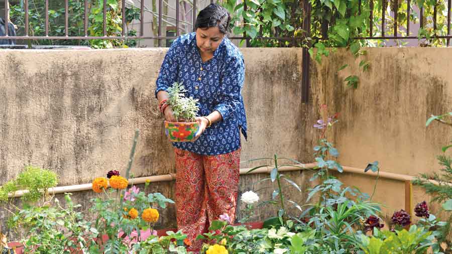 Sarmistha Sen Das rearranges pots in her back yard. 
