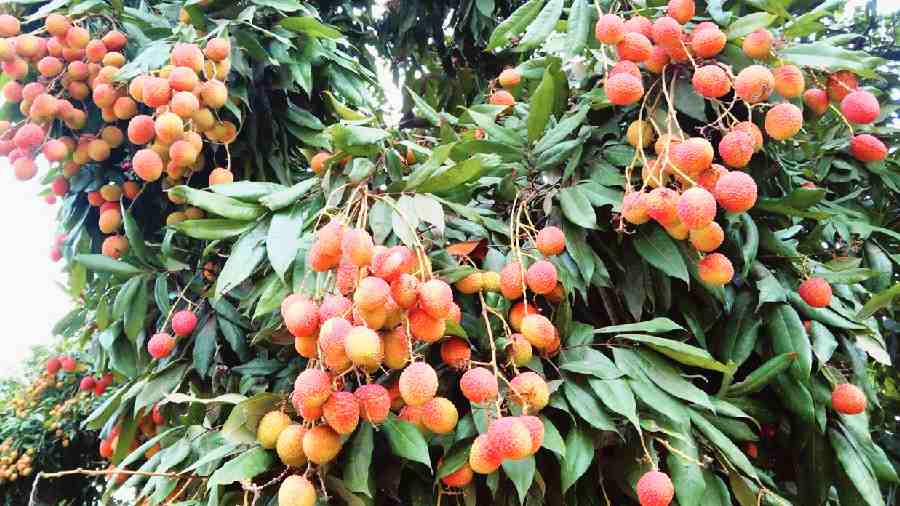 Litchis ready for harvest in an orchard in Malda. 