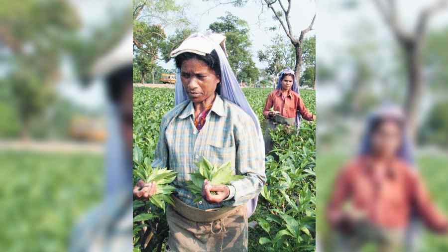 On Tuesday, the Bengal labour commissioner had  notified that tea workers in the state would receive Rs 232, up from Rs 202, and around 10,000 staff and sub-staff would get a 15 per cent hike in their gross salaries. 