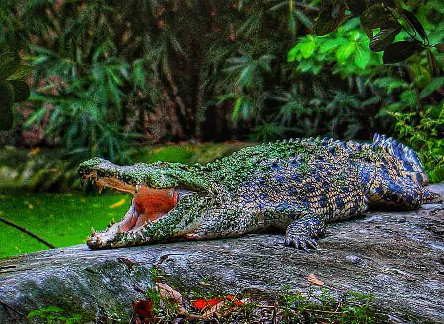 A crocodile lazing around at Alipore Zoo on World Crocodile Day on Friday