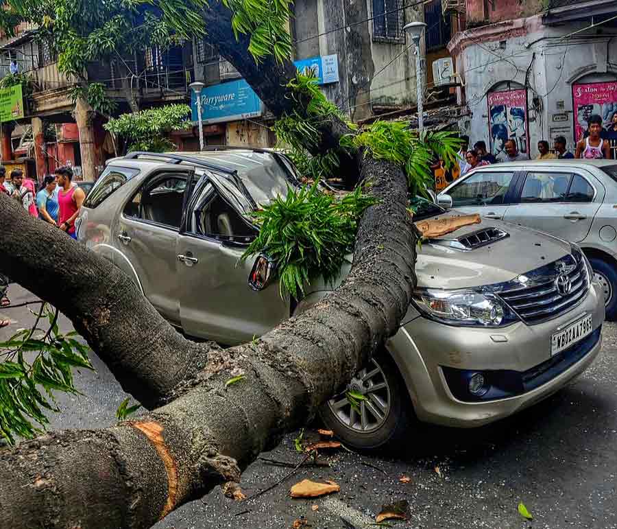 A huge tree suddenly fell on a car parked on Harish Mukherjee Road on Friday