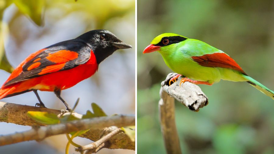 Along the trail, one can hear the cheery call of birds like the Minivet and Common Green Magpie