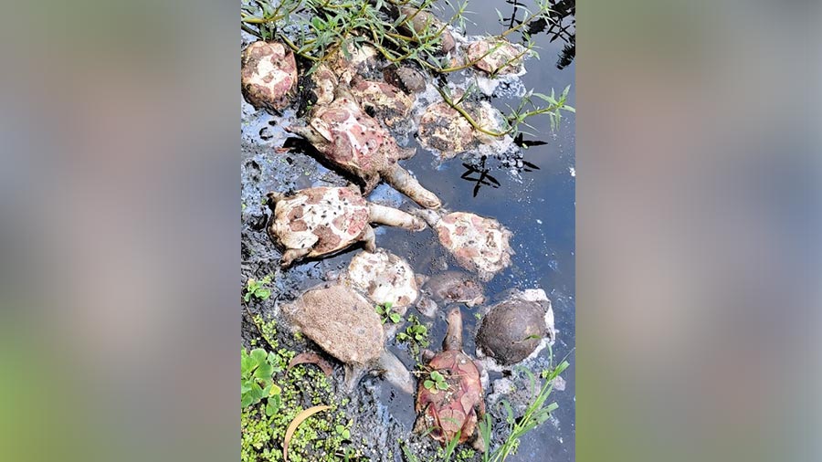 Dead turtles found in a canal in East Midnapore