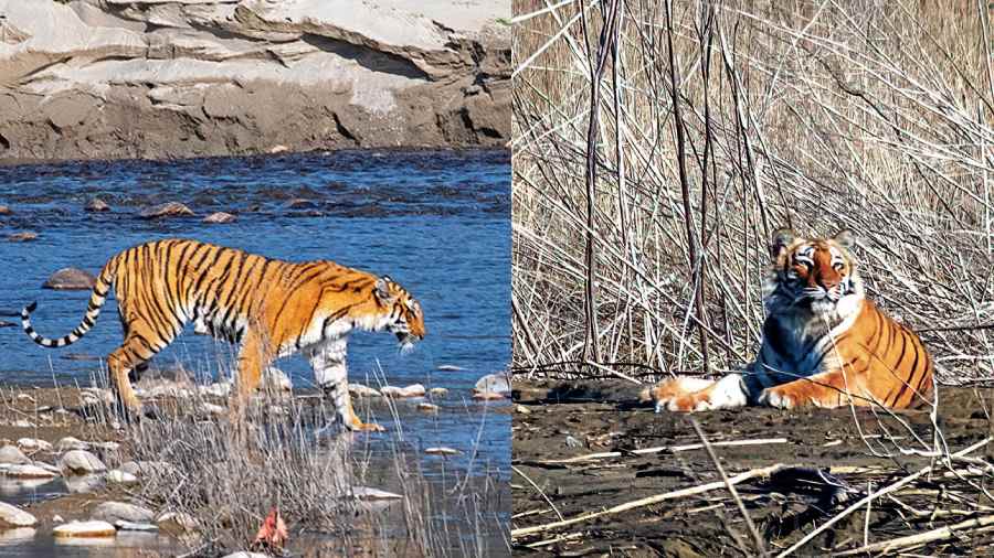 (Left to right) A tiger crossing the Ramganaga river; A tiger resting amid the tall grass at Jim Corbett National Park