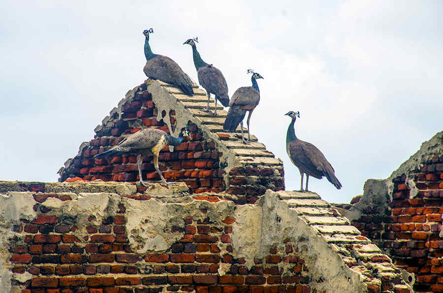 Near the church are more ruins. Among these are a police station, school, post office and the town’s immigration office. Today, you might be able to spot flocks of peacocks perching on the ruins of the immigration office 