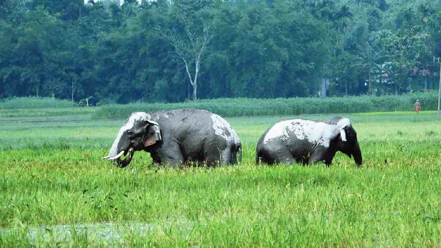 Two elephants stand in a paddy field at Thanupara village of Alipurduar on Tuesday morning. 