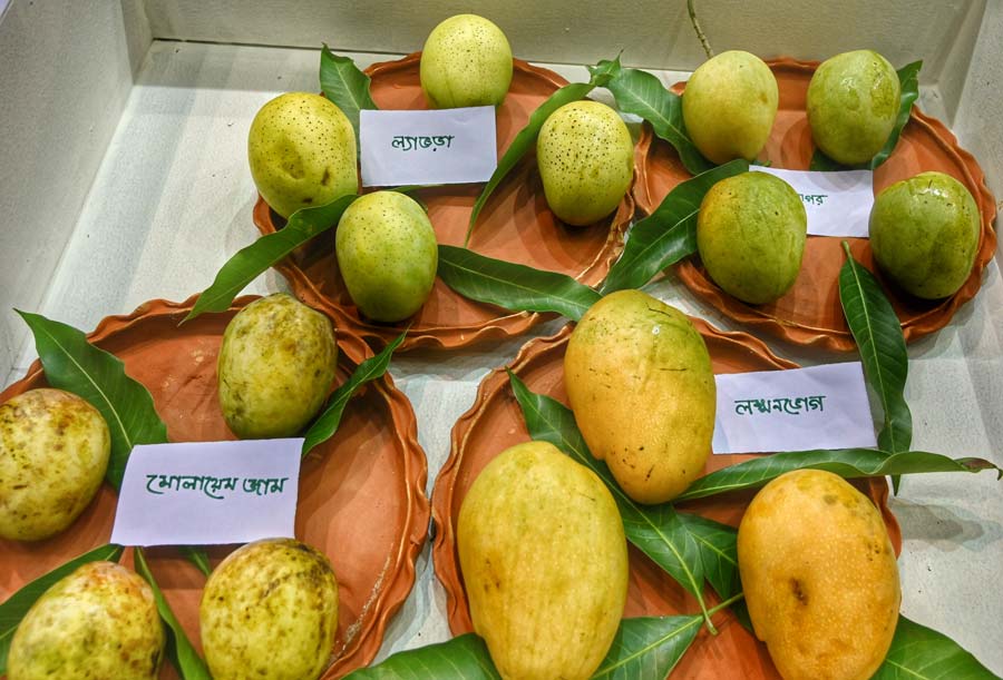 A spread of mango varieties laid out for visitors.