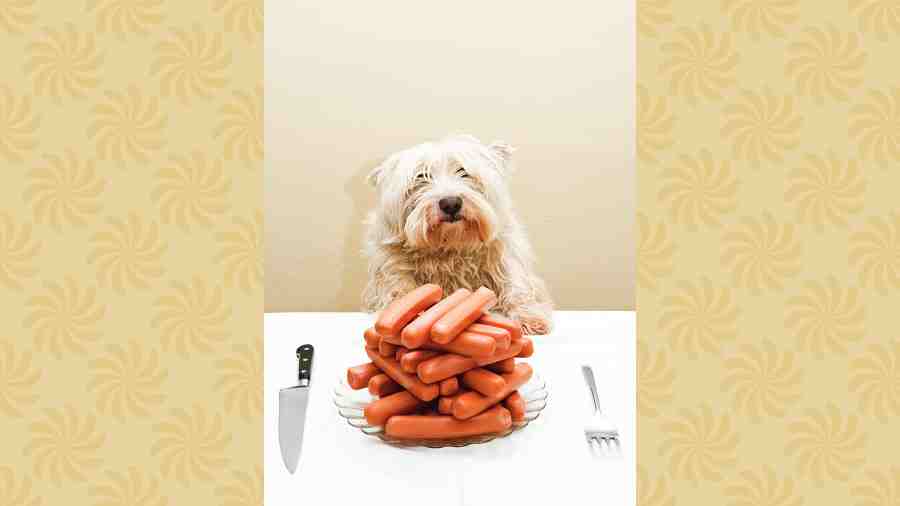 Dogs love and require meat  in their diet