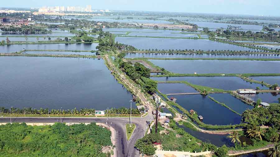 East Kolkata Wetlands in danger of real estate encroachment